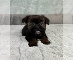 Small #1 Shorkie Tzu