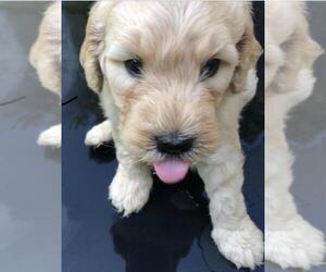 Goldendoodle Puppy for sale in RIDGEFIELD, CT, USA
