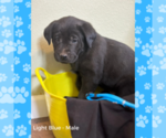 Small Photo #2 Labrador Retriever Puppy For Sale in BROWERVILLE, MN, USA