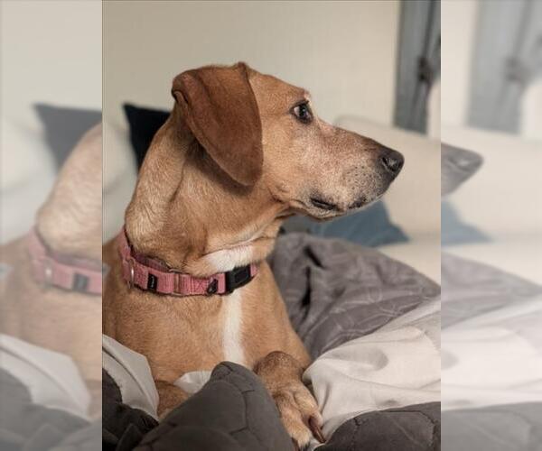 Medium Photo #2 Rhodesian Ridgeback-Unknown Mix Puppy For Sale in Derwood, MD, USA