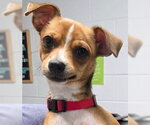 Small Chihuahua Mix