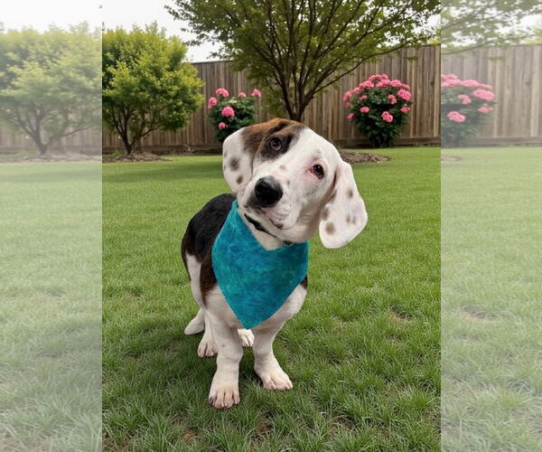 Medium Photo #2 Doxle Puppy For Sale in Fruitland, SC, USA