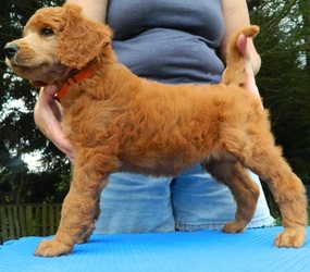 Poodle (Standard) Puppy for sale in HOUGHTON, NY, USA