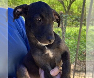 Labrador Retriever-Unknown Mix Dogs for adoption in Calgary, Alberta, Canada