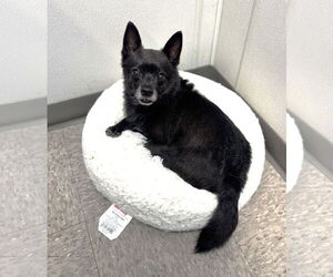 Australian Kelpie-Chihuahua Mix Dogs for adoption in Rockaway, NJ, USA