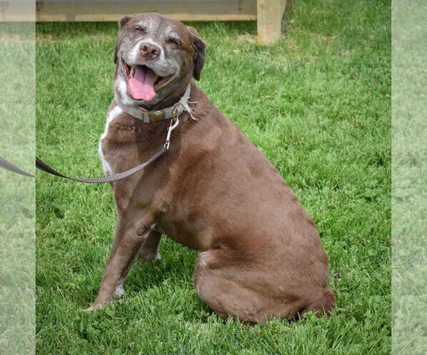 Medium Photo #5 Labrador Retriever-Unknown Mix Puppy For Sale in Huntley, IL, USA