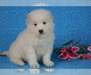 Samoyed Puppy for sale in FREDERICKSBG, OH, USA