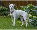 Small Photo #3 Unknown-Whippet Mix Puppy For Sale in Farmington, MN, USA