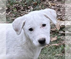 Labrador Retriever-Unknown Mix Dogs for adoption in Yardley, PA, USA
