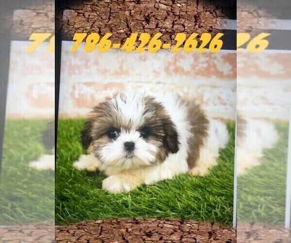 Medium Photo #2 Maltese Puppy For Sale in MIAMI, FL, USA