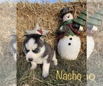 Small Photo #19 Siberian Husky Puppy For Sale in DEARBORN, MO, USA