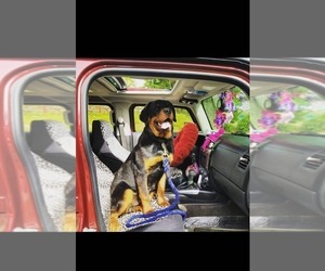 Father of the Rottweiler puppies born on 04/09/2025