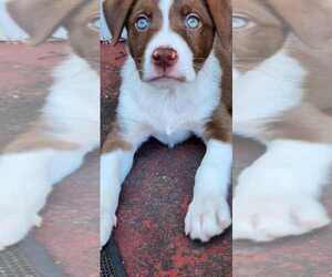 Australian Shepherd Dogs for adoption in Scottsboro, AL, USA