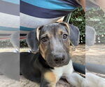 Small #5 Beagle Mix