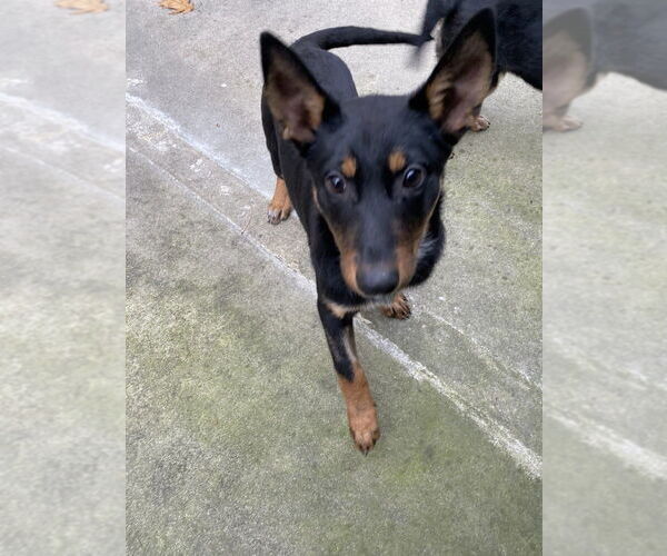 Medium Photo #1 Mutt Puppy For Sale in Elmsford, NY, USA