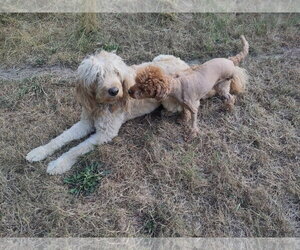 Mera Jun 26 in Foster in Charlotte, NC - Female Poodle (Toy) Dog for Adoption - Photo #3