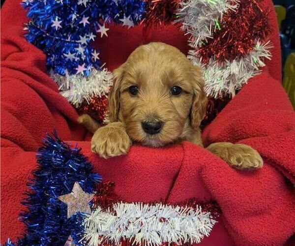 Medium Photo #9 Goldendoodle Puppy For Sale in SEBEKA, MN, USA