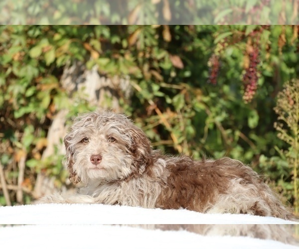 Medium Photo #7 ShihPoo Puppy For Sale in DYERSBURG, TN, USA