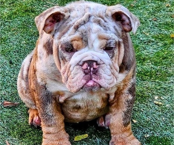 Medium Photo #9 Bulldog Puppy For Sale in SACRAMENTO, CA, USA
