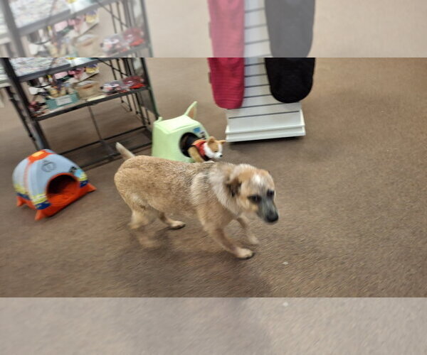 Medium Photo #7 Mutt Puppy For Sale in Sebec, ME, USA