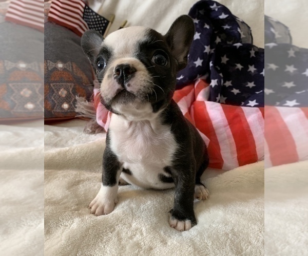 Medium Photo #18 French Bulldog Puppy For Sale in JOHNS ISLAND, SC, USA