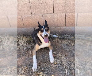 BUDDY - Male Australian Kelpie-Siberian Husky Mix Dog for Adoption - Photo #7