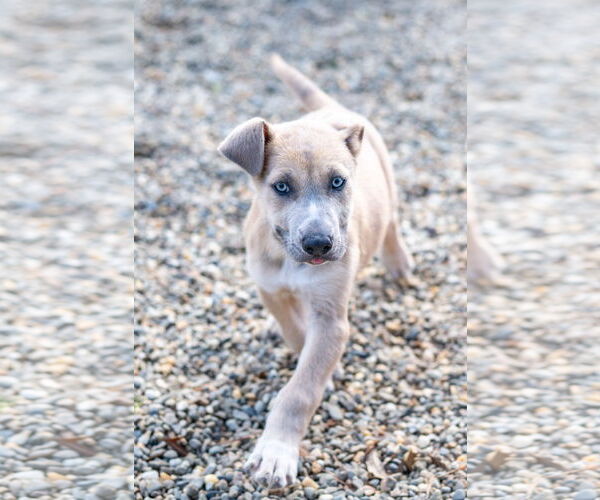 Medium Photo #3 Siberian Husky-Unknown Mix Puppy For Sale in Hilton Head, SC, USA