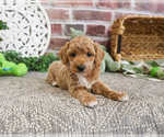 Small #11 Poodle (Miniature)