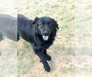 Mutt Dogs for adoption in Grafton, WI, USA