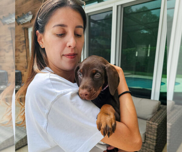 Medium Photo #8 Doberman Pinscher Puppy For Sale in FORT LAUDERDALE, FL, USA