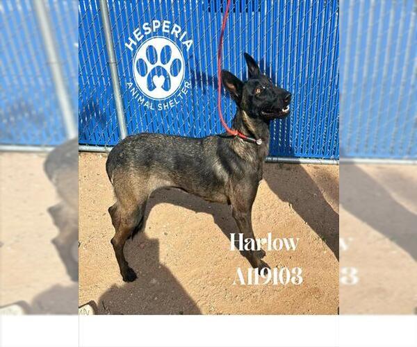 Medium Photo #1 Mutt Puppy For Sale in HESPERIA, CA, USA
