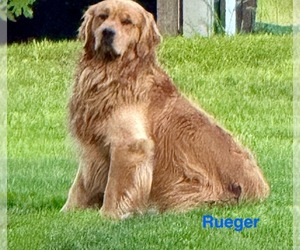 Father of the Golden Retriever puppies born on 06/04/2025
