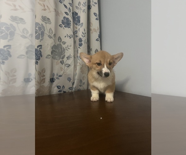 Medium Photo #55 Pembroke Welsh Corgi Puppy For Sale in DURHAM, CT, USA