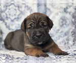 Image preview for Ad Listing. Nickname: Blaze