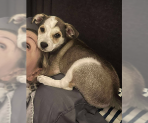 Mutt Dogs for adoption in Coralville, IA, USA