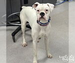 Small #1 Boxer Mix