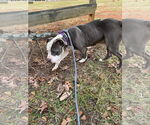 Small #16 American Pit Bull Terrier Mix