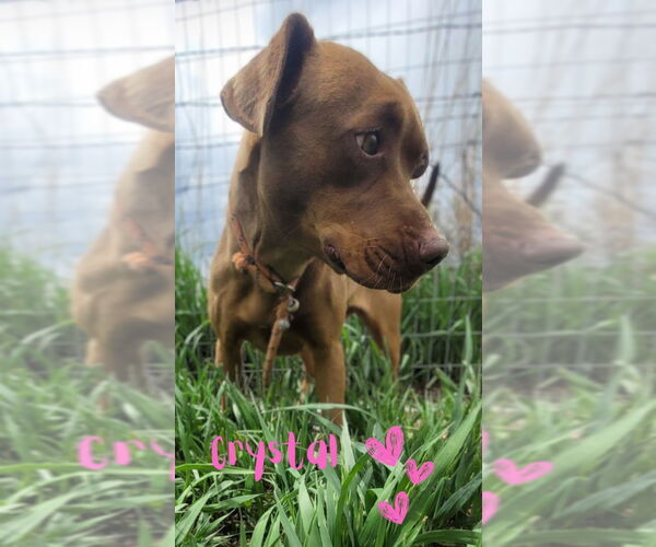 Medium Photo #16 American Pit Bull Terrier-American Staffordshire Terrier Mix Puppy For Sale in Monte Vista, CO, USA