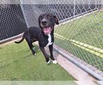 Small American Staffordshire Terrier Mix