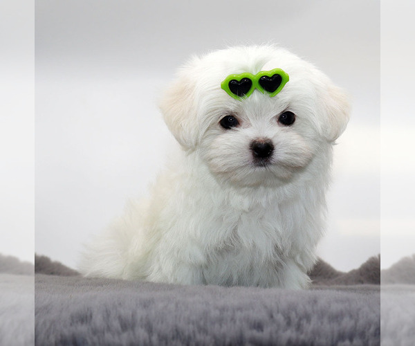 Medium Photo #3 Maltese Puppy For Sale in LOS ANGELES, CA, USA