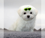 Small #2 Maltese
