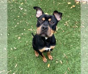 Mutt Dogs for adoption in Newfield, NJ, USA