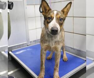 Mutt Dogs for adoption in San Antonio, TX, USA