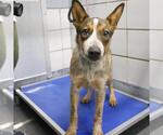 Small Mutt