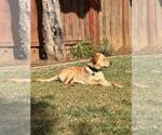 Small #5 Labrador Retriever Mix