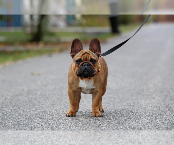 Medium Photo #1 French Bulldog Puppy For Sale in Hajos, Bacs-Kiskun, Hungary