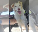 Small #3 Australian Shepherd Mix