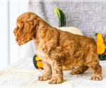 Small Photo #24 Cocker Spaniel Puppy For Sale in WAKARUSA, IN, USA