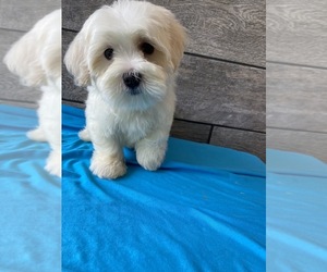 Maltese-Poodle (Toy) Mix Puppy for sale in RICHMOND, IL, USA