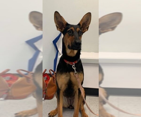 Medium Photo #18 Doberman Pinscher-German Shepherd Dog Mix Puppy For Sale in Spring, TX, USA